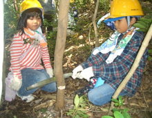 広葉樹除伐をしている子供たちの写真