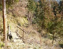 間伐材で作った橋の写真