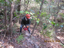 広葉樹林の整備の写真